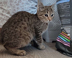 Кошки в Красногорске: Котенок Туман 5 месяцев ищет дом  Мальчик, Бесплатно - фото 4