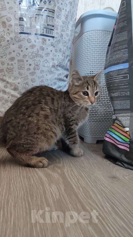 Кошки в Красногорске: Котенок Туман 5 месяцев ищет дом  Мальчик, Бесплатно - фото 4