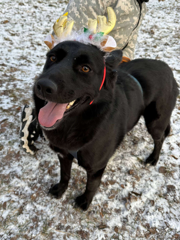 Собаки в Москве: Герда Девочка, Бесплатно - фото 2