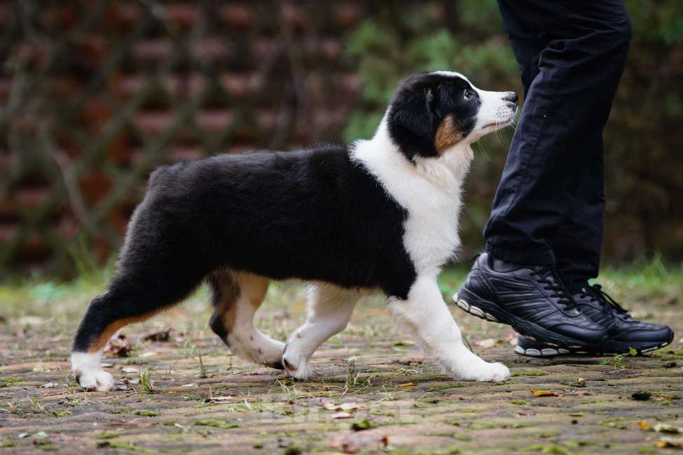 Собаки в Звенигороде: Щенки австралийской овчарки  Девочка, 50 000 руб. - фото 6