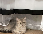 Кошки в Люберцах: Шотландские котята Девочка, 8 000 руб. - фото 3
