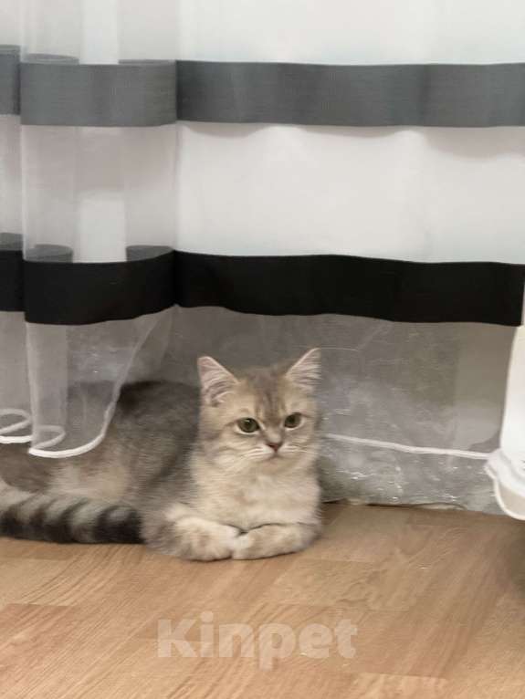 Кошки в Люберцах: Шотландские котята Девочка, 8 000 руб. - фото 3