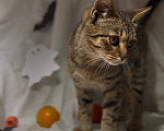 Кошки в Уфе: Котенок в добрые руки Девочка, Бесплатно - фото 4