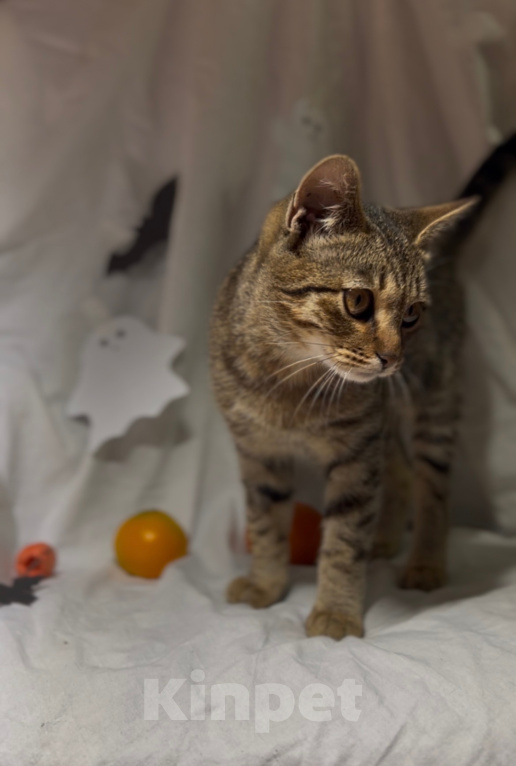 Кошки в Уфе: Котенок в добрые руки Девочка, Бесплатно - фото 4