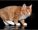 Кошки в Краснодаре: Курильский бобтейл Мальчик, 35 000 руб. - фото 4