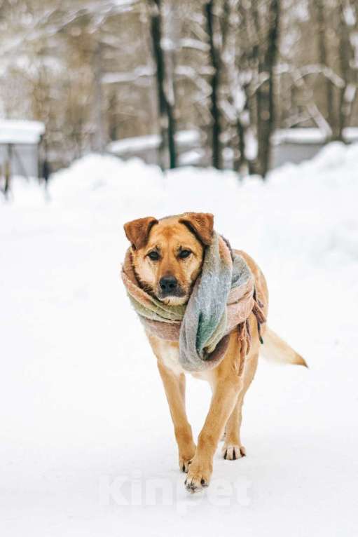 Собаки в Москве: Лесси ищет дом Девочка, Бесплатно - фото 4