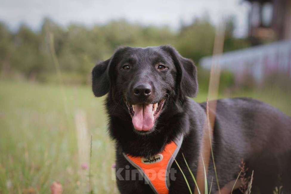 Собаки в Лобне: Небольшой и благородный Кайрос в поиске своей семьи Мальчик, Бесплатно - фото 5