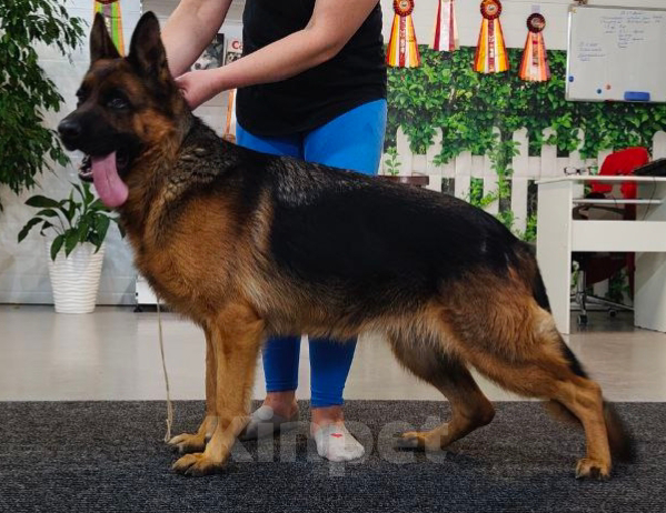 Собаки в Артеме: Озорной щенок немецкой овчарки  Мальчик, 80 000 руб. - фото 2