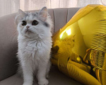 Кошки в Новосибирске: Пушистое чудо  Девочка, 30 000 руб. - фото 7
