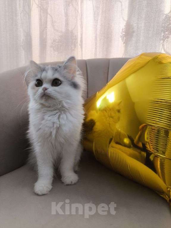 Кошки в Новосибирске: Пушистое чудо  Девочка, 30 000 руб. - фото 7