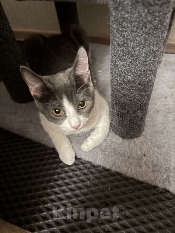 Кошки в Москве: Кошечка Дымка в добрые руки Девочка, Бесплатно - фото 2