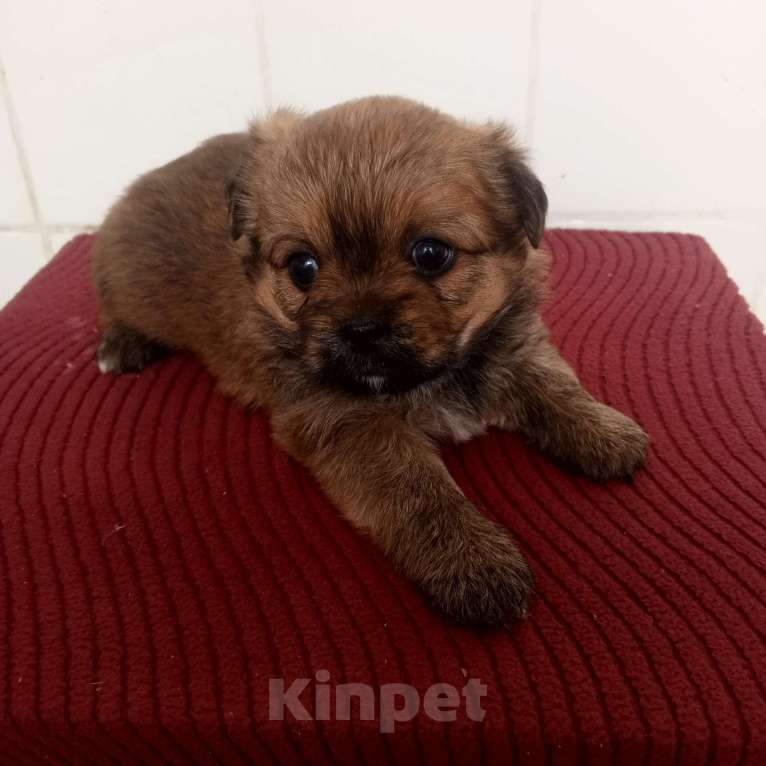 Собаки в других городах Московской области: Щенки Разнополые, 10 000 руб. - фото 5