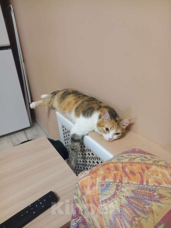 Кошки в Томске: Потерялось кошка.  Девочка, Бесплатно - фото 2