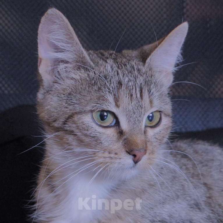 Кошки в Люберцах: Умная, ласковая, полосатая кошечка  Девочка, Бесплатно - фото 4