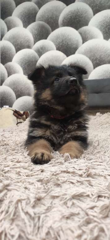 Собаки в Зарайске: Щенок немецкой овчарки д.ш. Девочка, 60 000 руб. - фото 8