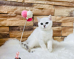 Кошки в Нижнем Новгороде: Котенок британской породы Девочка, Бесплатно - фото 1