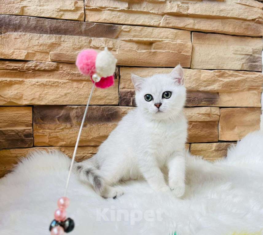 Кошки в Нижнем Новгороде: Котенок британской породы Девочка, Бесплатно - фото 1