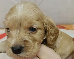 Собаки в Чите: Продам щенков английского кокер спаниеля  Мальчик, 10 000 руб. - фото 1
