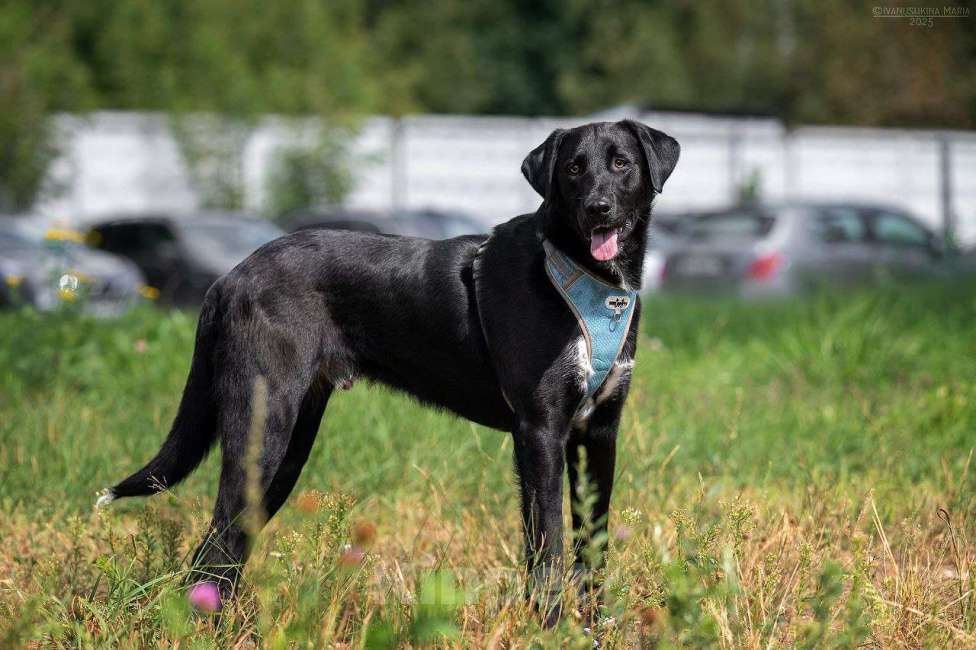 Собаки в Москве: Молли очень хочет домой  Девочка, Бесплатно - фото 2