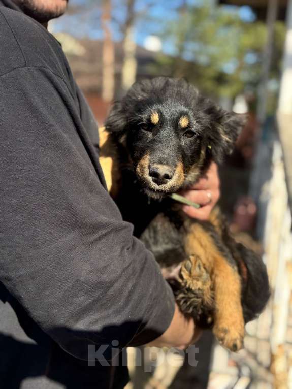 Собаки в Москве: Щенок 4х месяцев Ланча в добрые руки Девочка, Бесплатно - фото 4
