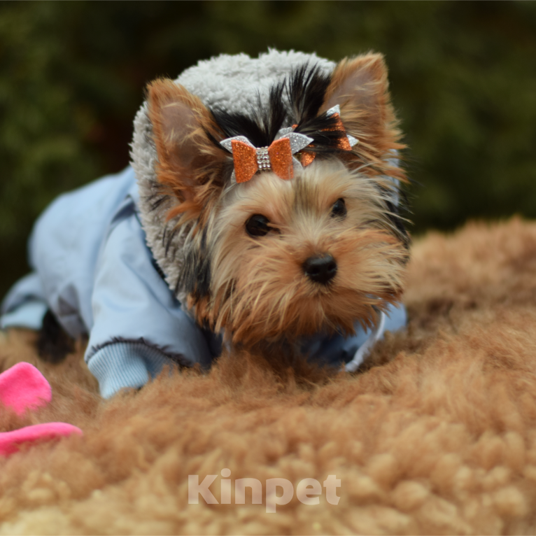 Собаки в Ярославле: Йоркширский терьер, щенок Мальчик, 23 000 руб. - фото 3