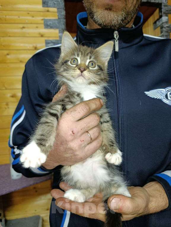 Кошки в других городах Саратовской области: Котёнок Девочка, 10 000 руб. - фото 1