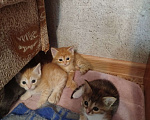Кошки в Астрахани: Котята Разнополые, Бесплатно - фото 2