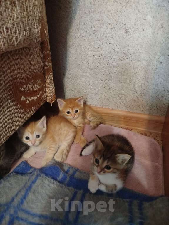 Кошки в Астрахани: Котята Разнополые, Бесплатно - фото 2