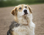 Собаки в Москве: Компанейская Лента ищет хозяина! Девочка, Бесплатно - фото 7