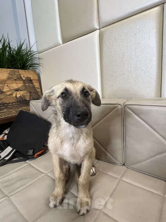 Собаки в Москве: Щенок Виола в добрые руки бесплатно  Девочка, Бесплатно - фото 5