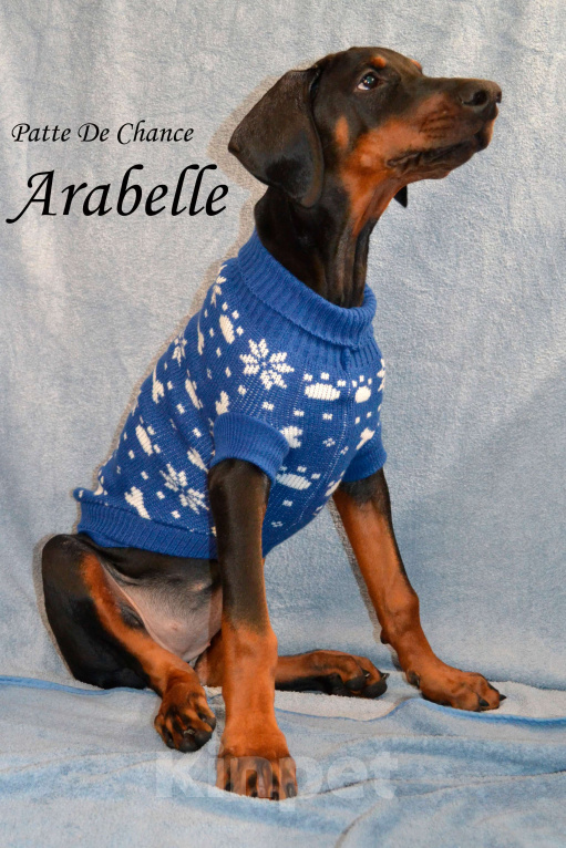 Собаки в Санкт-Петербурге: Щенок добермана Арабелла Девочка, 80 000 руб. - фото 3