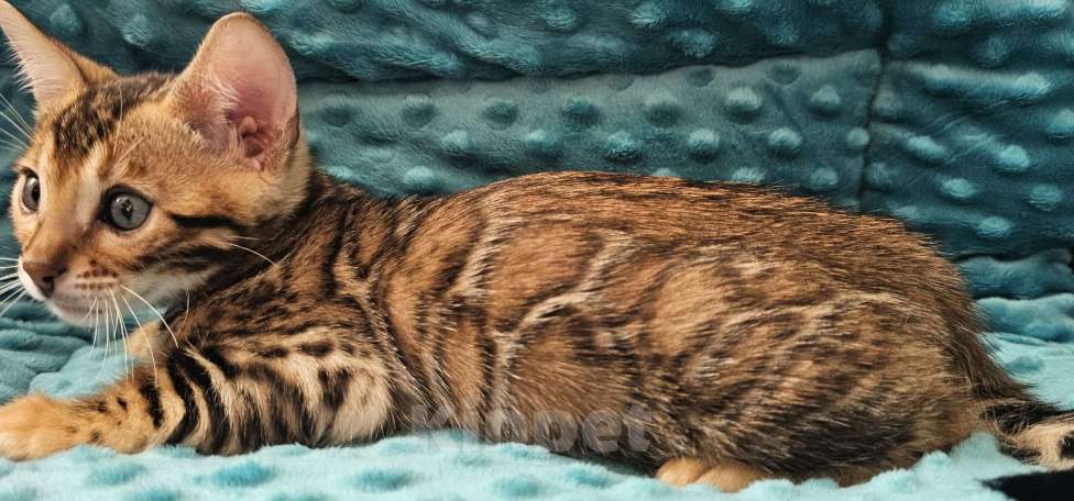 Кошки в Москве: Бенгальский котенок окрас розетка на золоте  Мальчик, 50 000 руб. - фото 2