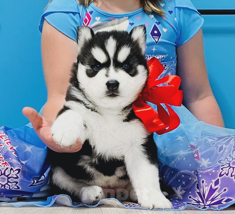 Собаки в Жуковском: Хаски Щенки Разных окрасов Разнополые, Бесплатно - фото 1