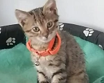 Кошки в Севастополе: Отдам в хорошие руки очень ласковую кошечку!!!! Девочка, Бесплатно - фото 1