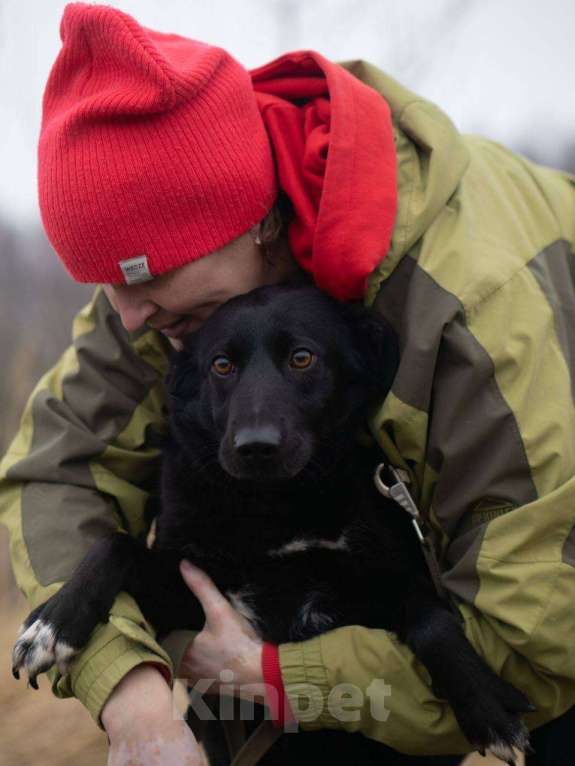 Собаки в Москве: Черника ищет свой дом  Девочка, Бесплатно - фото 5