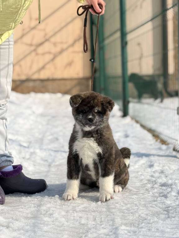 Собаки в Оренбурге: Тигровый мальчик Акита Мальчик, Бесплатно - фото 1