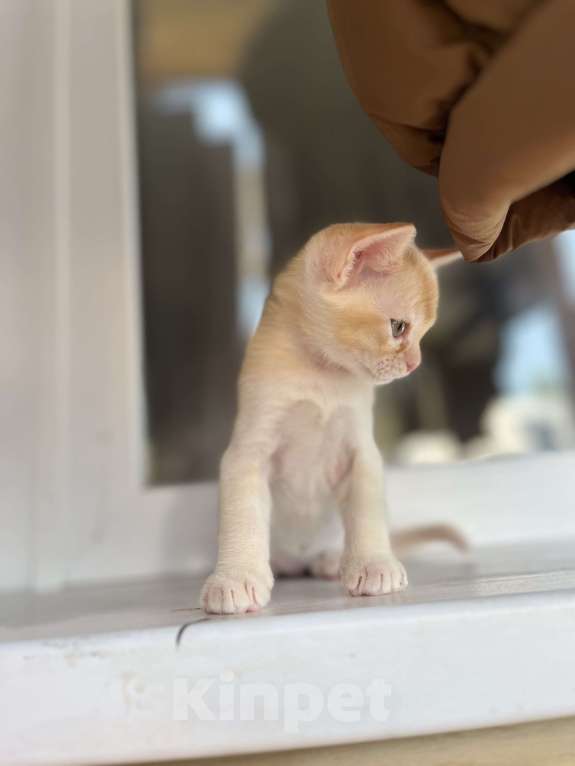 Кошки в Казани: Девчонки Бурмы Девочка, 50 000 руб. - фото 2