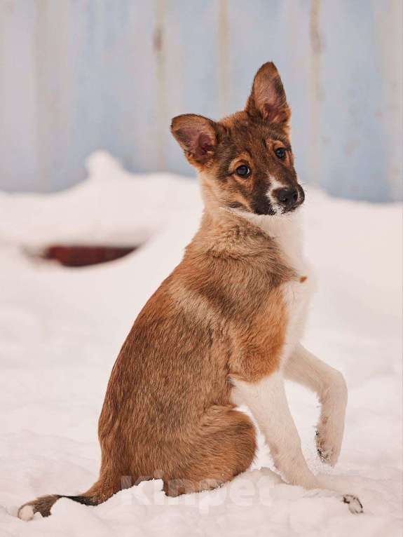 Собаки в других городах Московской области: Алекса,якутенок Девочка, Бесплатно - фото 5