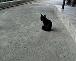 Кошки в Кудымкаре: Котята, Бесплатно - фото 2