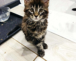 Кошки в Малмыже: Бронь котята, 10 000 руб. - фото 6