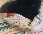 Кошки в Новокубанске: Продам котёнка, 4 000 руб. - фото 2