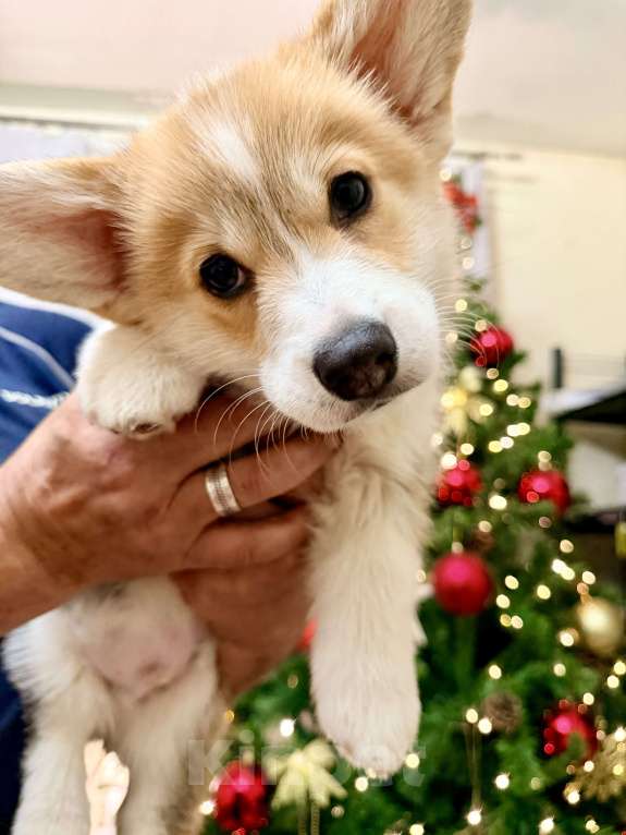 Собаки в Краснодаре: Щенки Вельш-корги Пемброк Мальчик, 55 000 руб. - фото 1