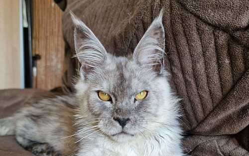 Кот