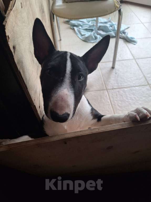 Собаки в Красноярске: Минибультерьер щенок девочка Девочка, 35 000 руб. - фото 2