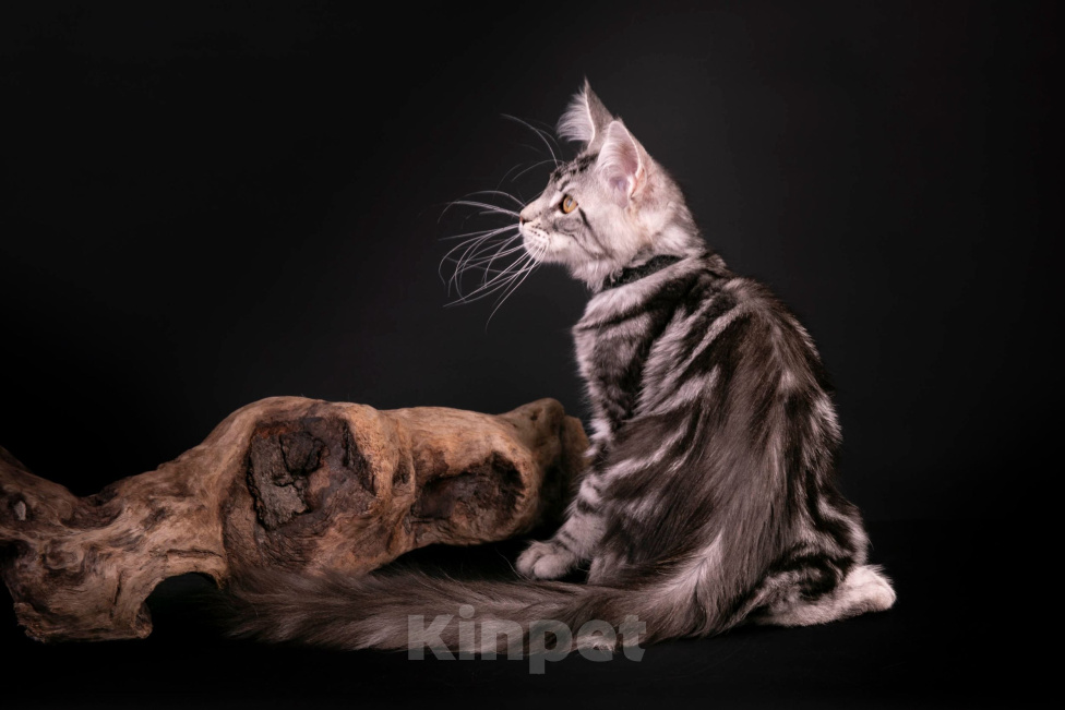 Кошки в Санкт-Петербурге: Котёнок мейн-кун полидакт Мальчик, Бесплатно - фото 2