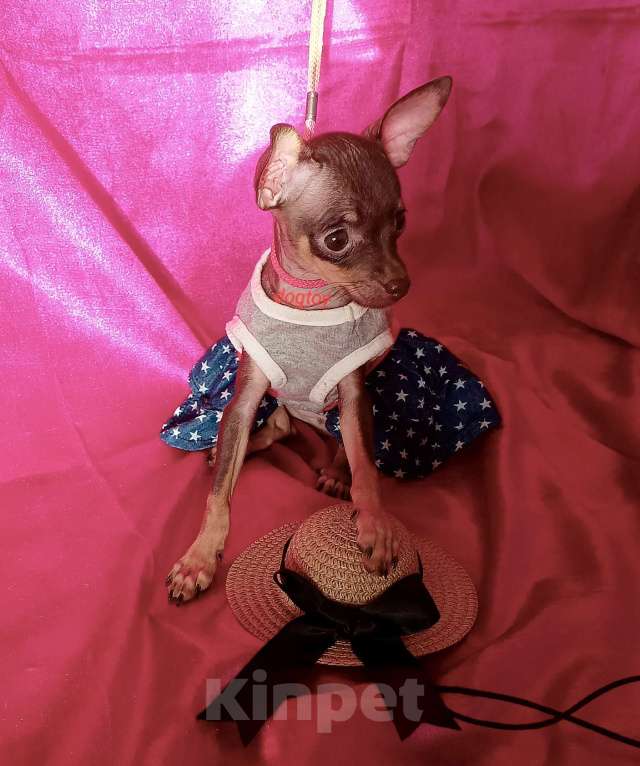 Собаки в Москве: Русский той терьер мини девочка Девочка, 85 000 руб. - фото 2