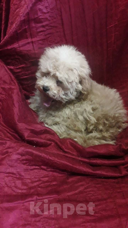 Собаки в Москве: Той пудели Мальчик, 33 000 руб. - фото 2