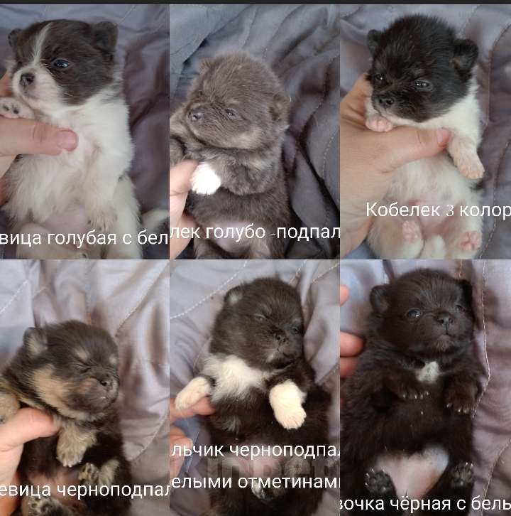 Собаки в Москве: Помчи шпицы Разнополые, 15 000 руб. - фото 2