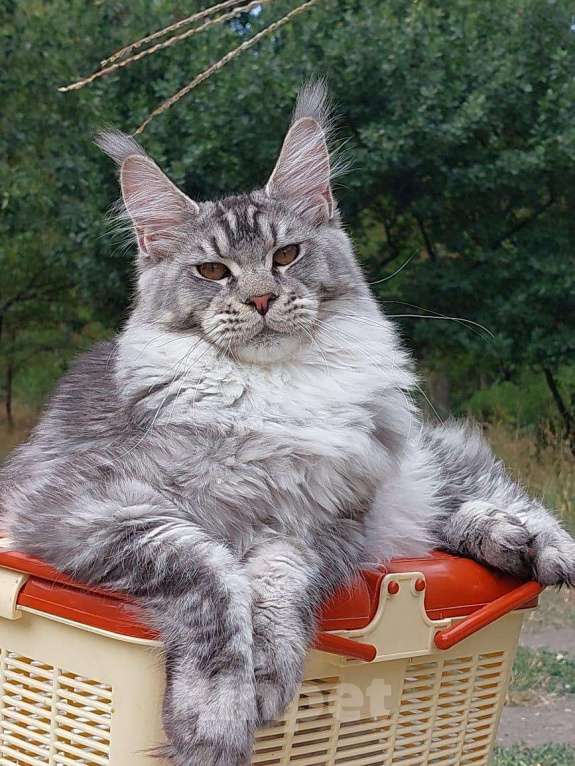 Кошки в Майкопе: Котята мейн-кун Девочка, 60 000 руб. - фото 1