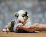 Собаки в Москве: Австралийская овчарка, щенок аусси Девочка, 150 000 руб. - фото 3